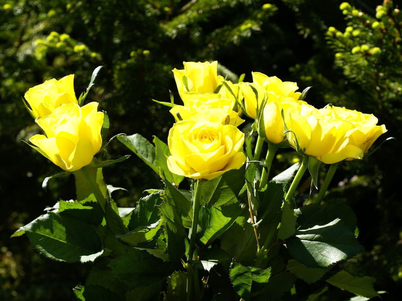 Жёлтые розы на фоне деревьев