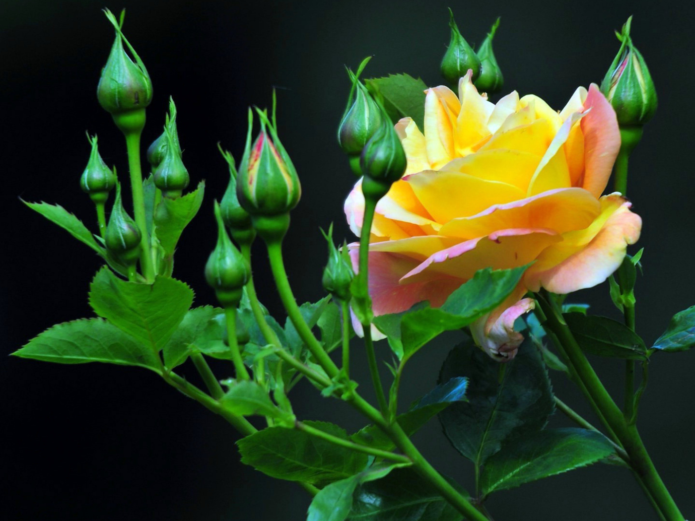 Жёлтые розы на тёмном фоне