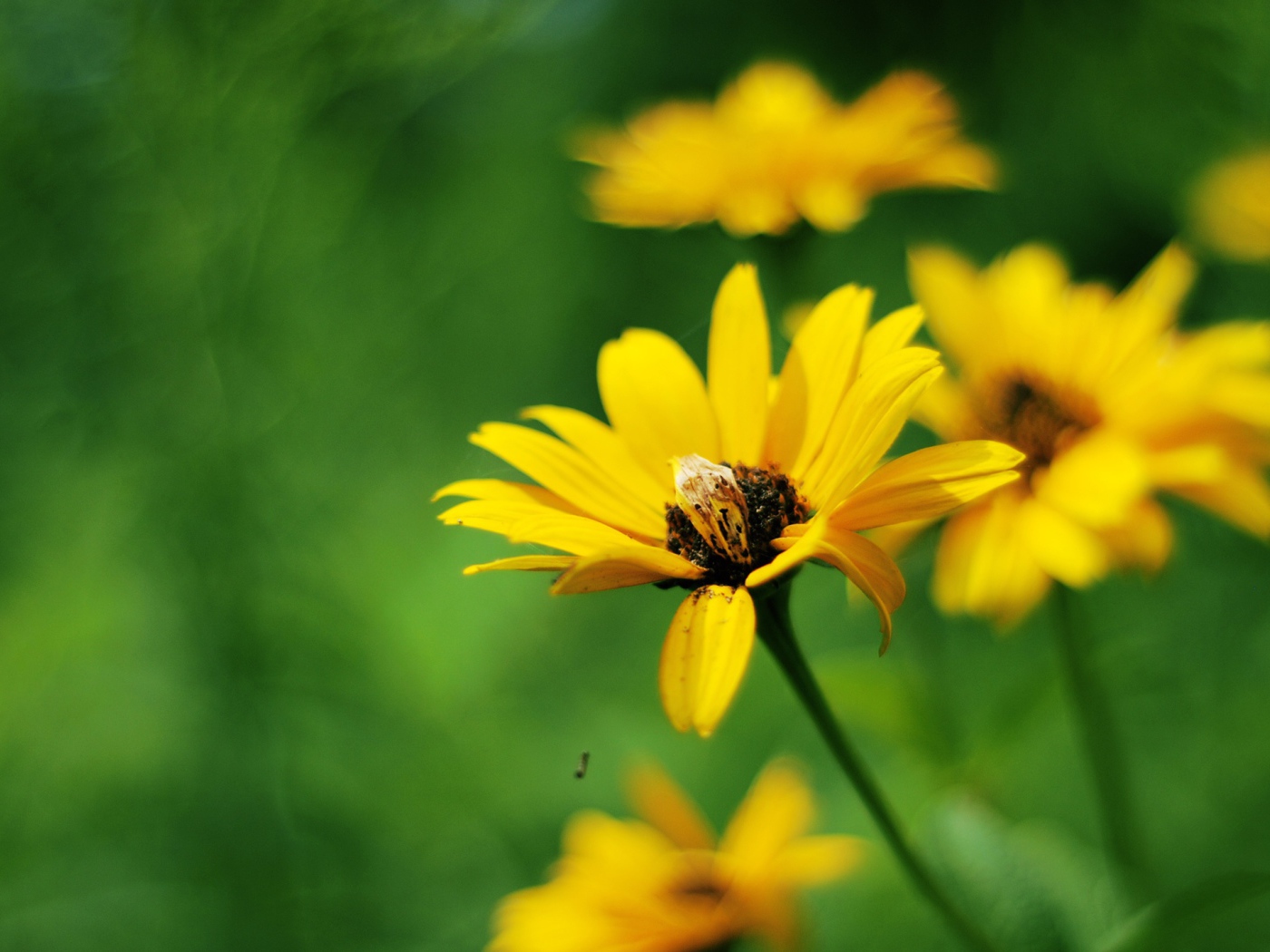 гайлардия желтая многолетняя. гайлардия желтая. желтый цветок с пятью лепестками. желтые цветы с длинными лепестками. яркие желтые маленькие цветочки.