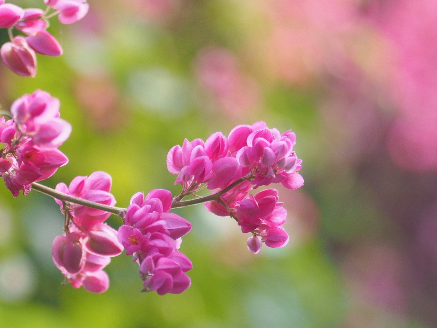 Молодая сакура