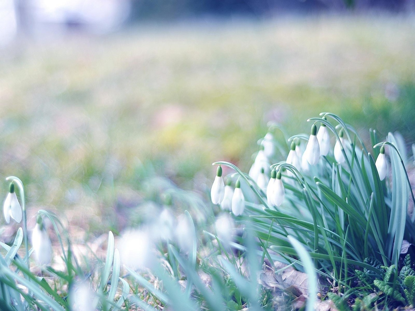 Первые подснежники весной