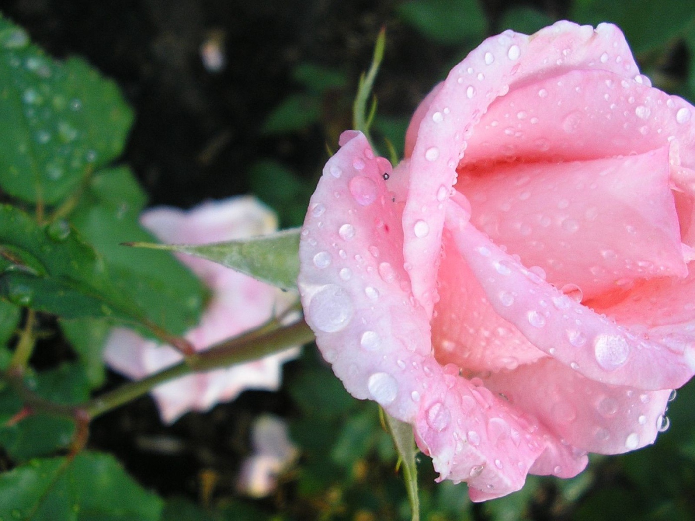 Нежная роза в каплях росы