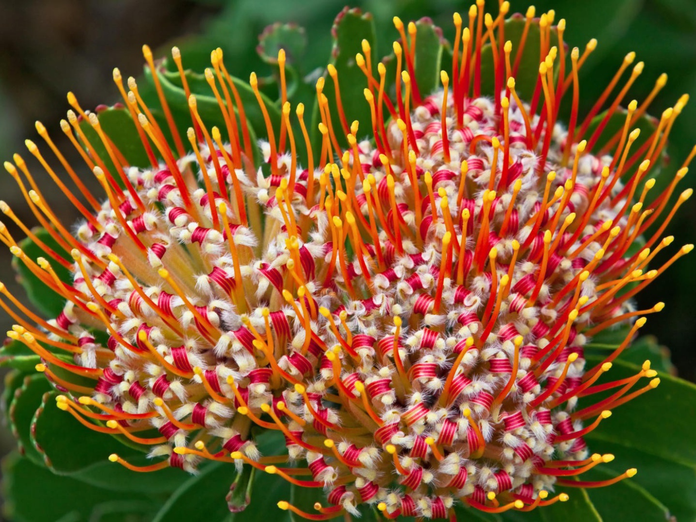 Цветок из Южной африки