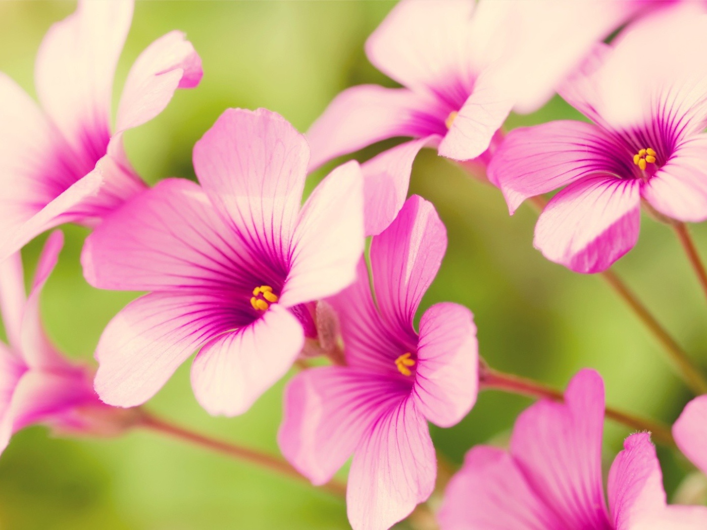 Цветы Вербена