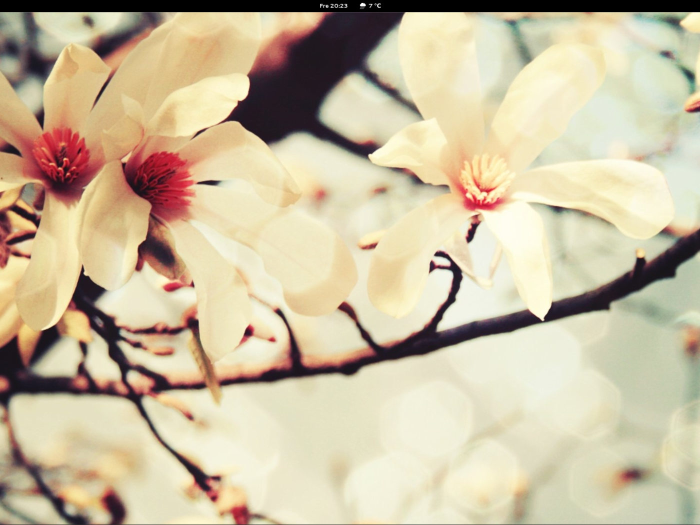 Весной цветут деревья