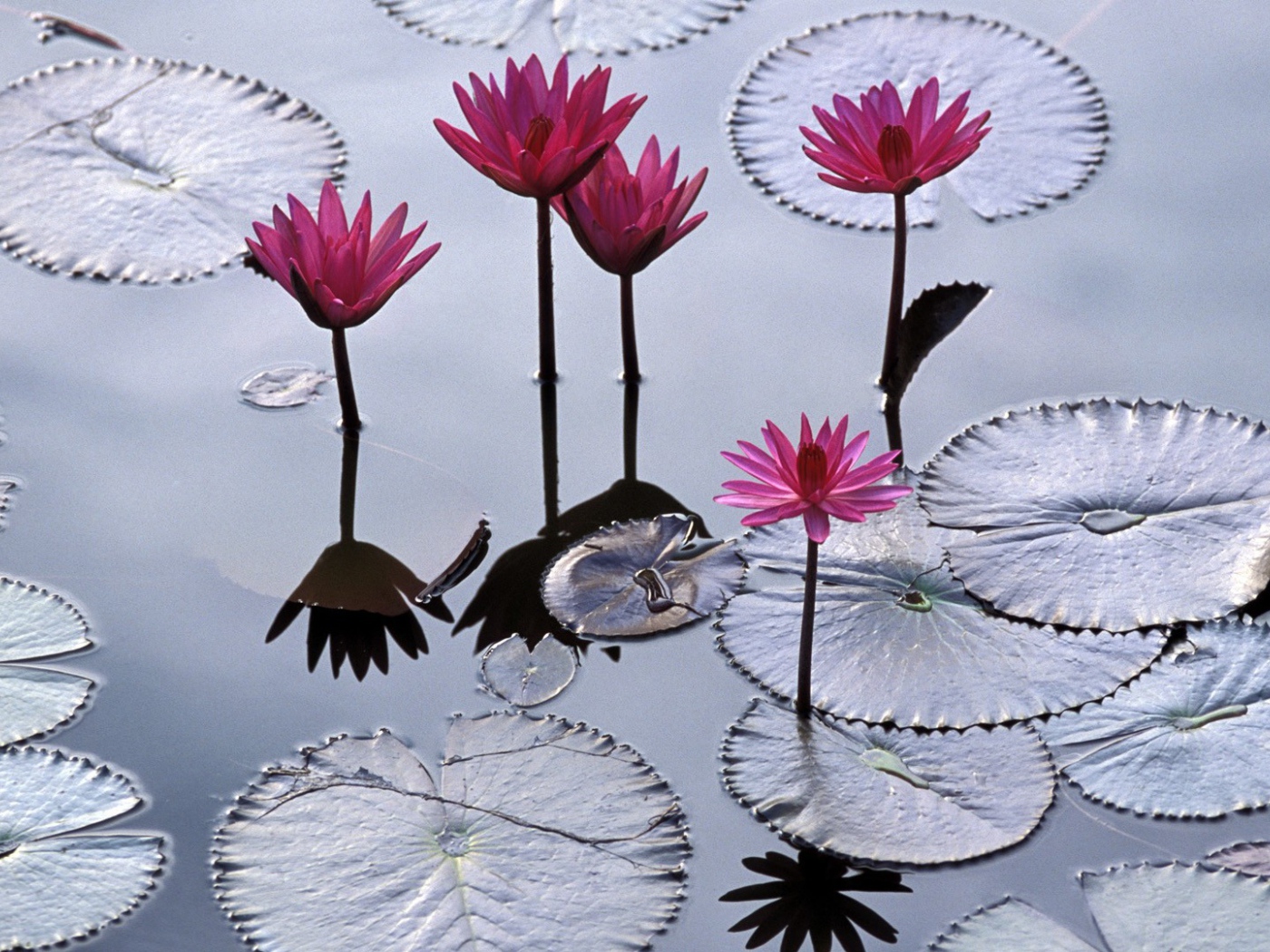 Водяные лилии во Вьетнаме