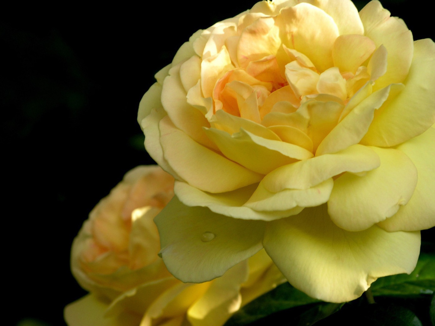 Желтая роза