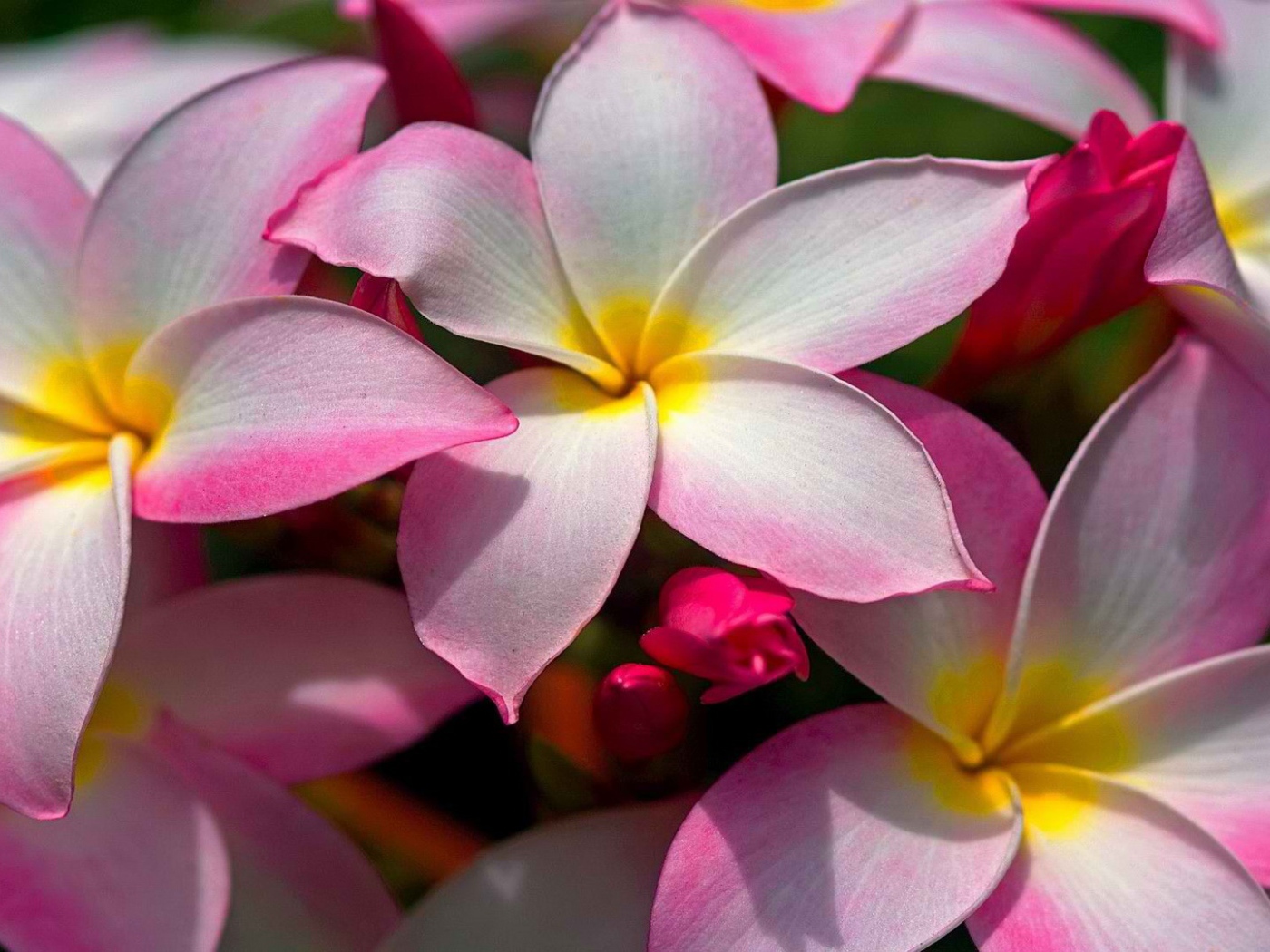 Цветущая Плюмерия