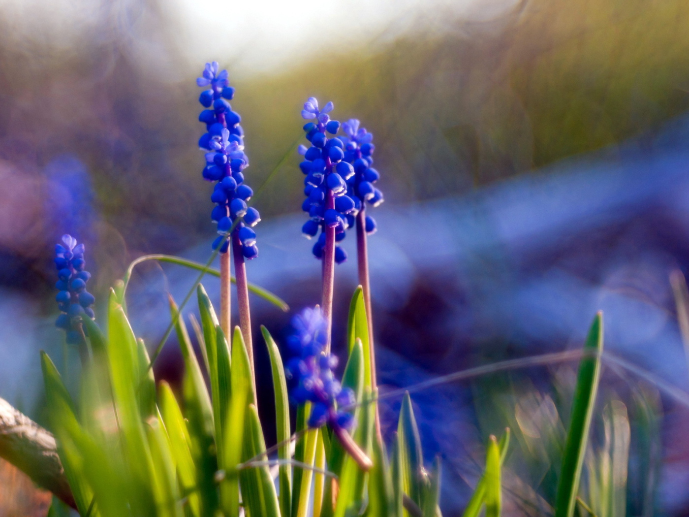 Синие цветы мускари