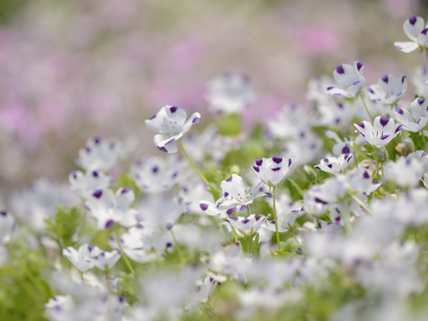 Сине белые цветки льна