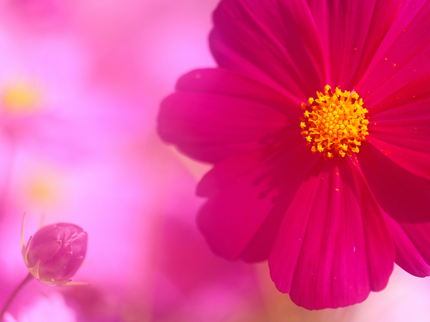 Бутон и цветок космеи