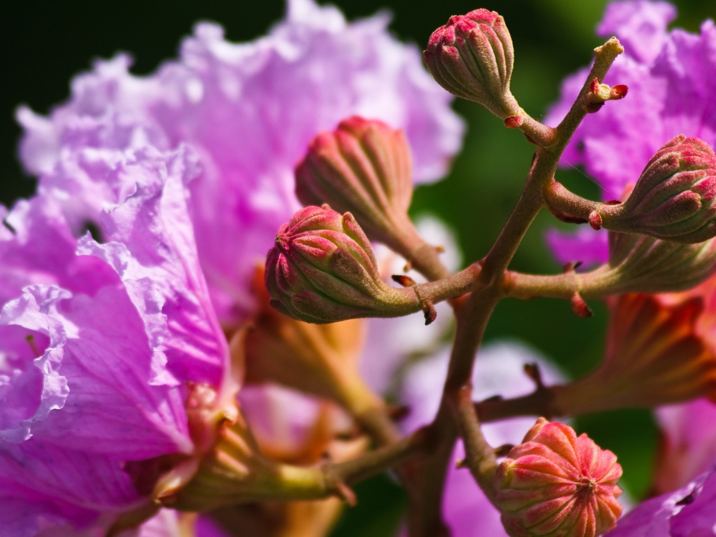 Бутоны и розовые цветы