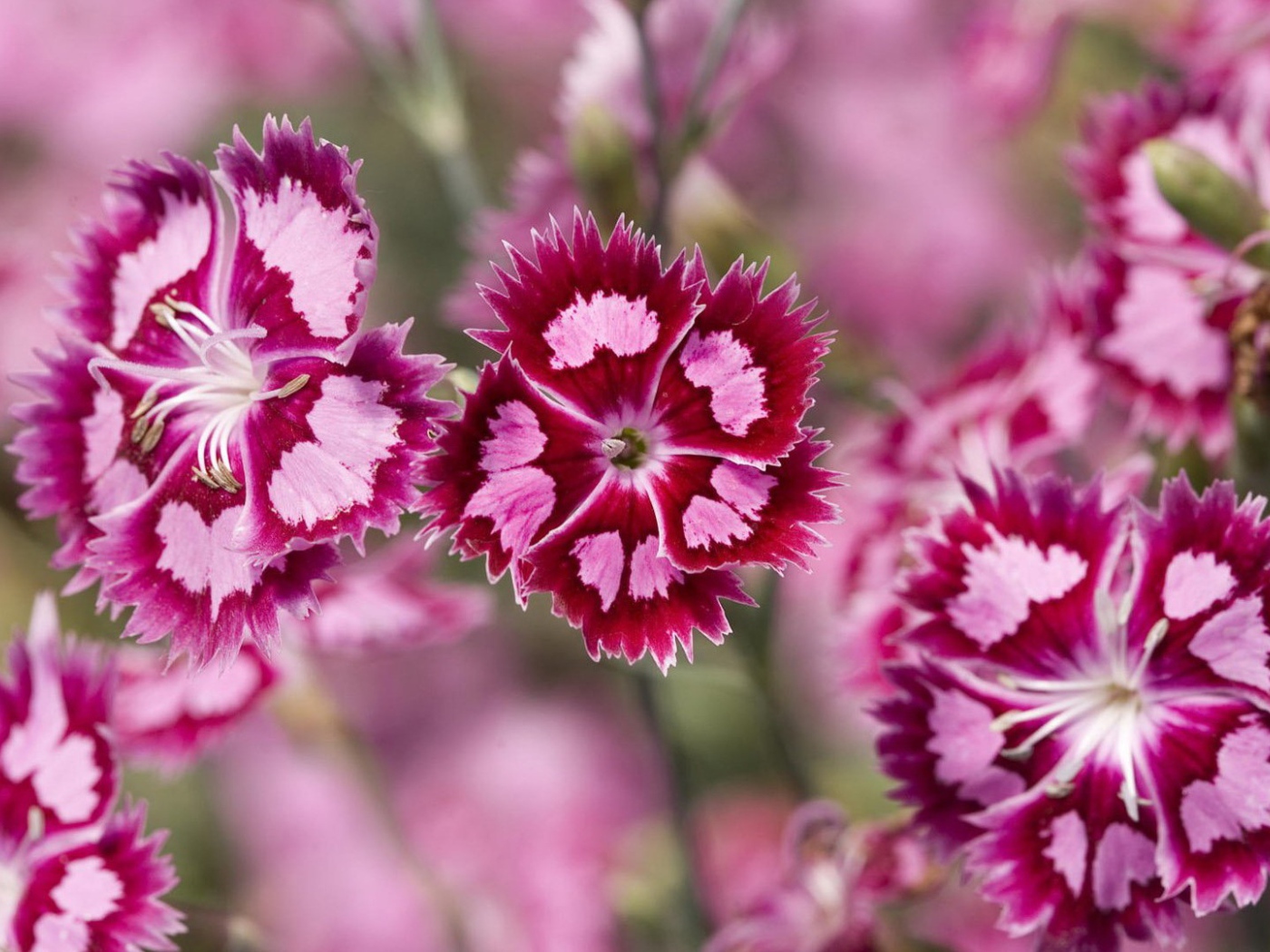 Нежные розовые цветы