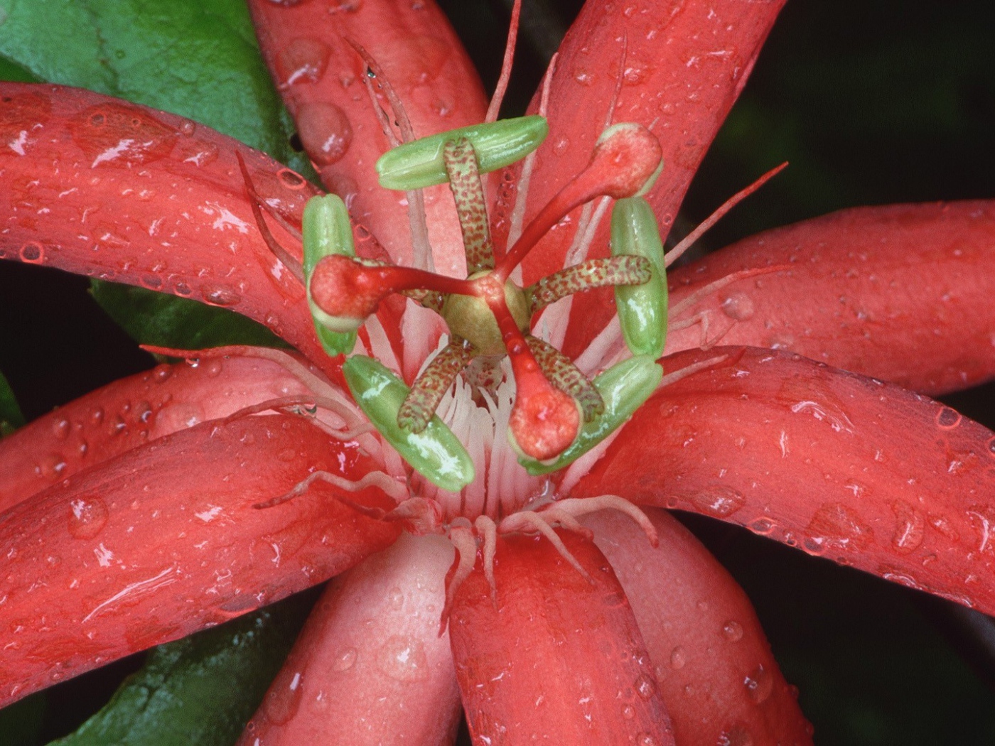 Цветок из Эквадора