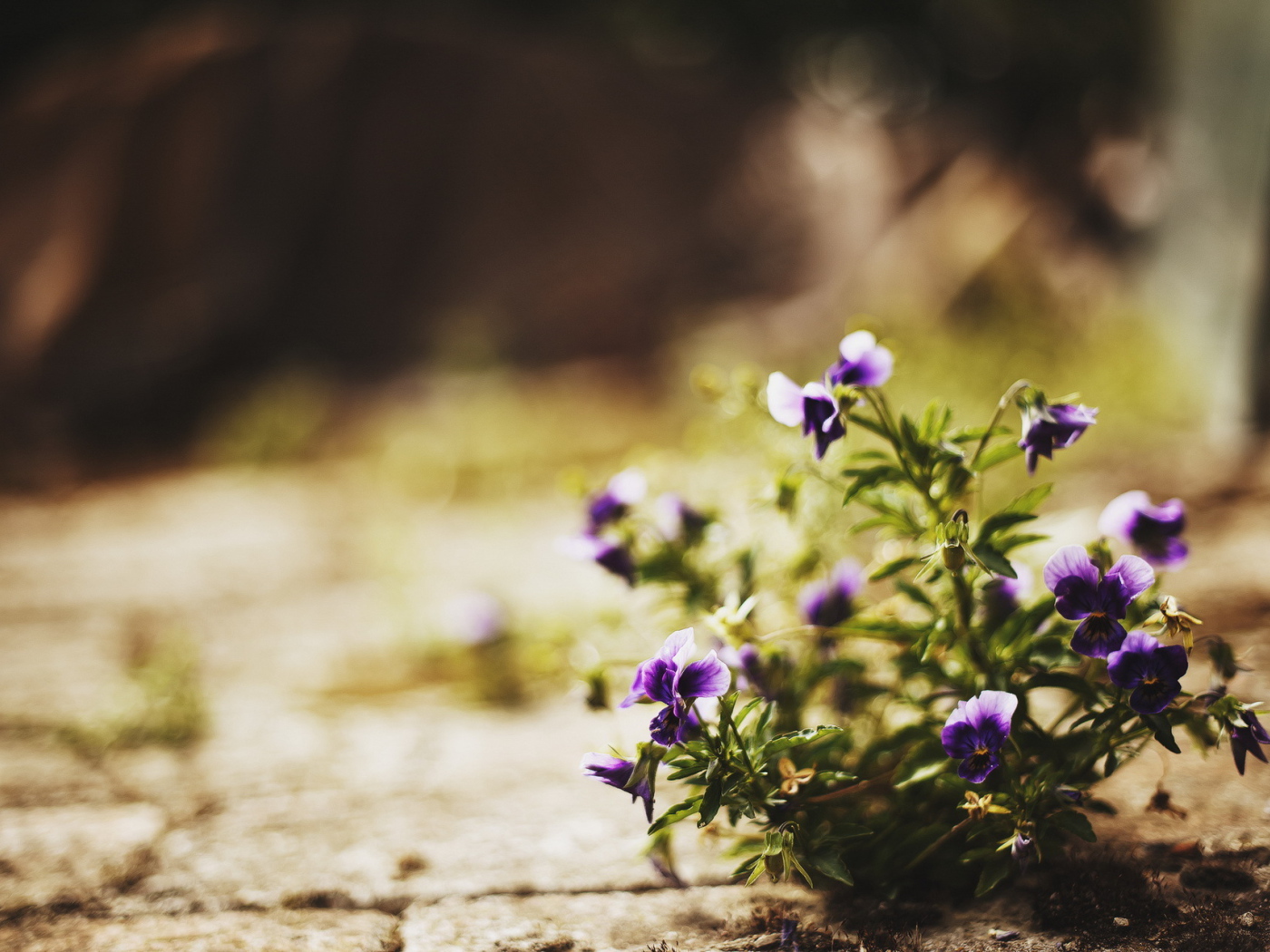 Цветы в городе