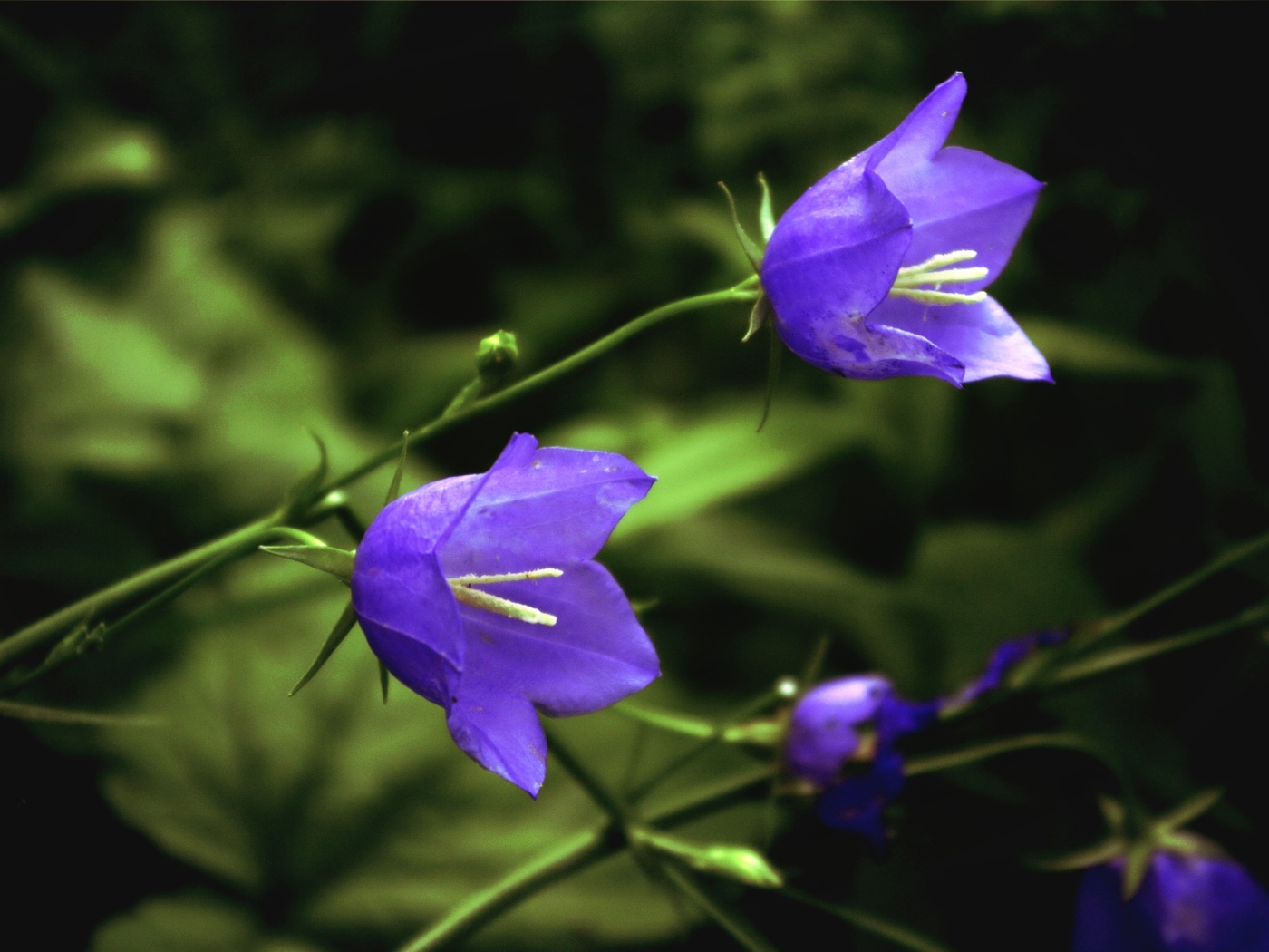 Лесные колокольчики