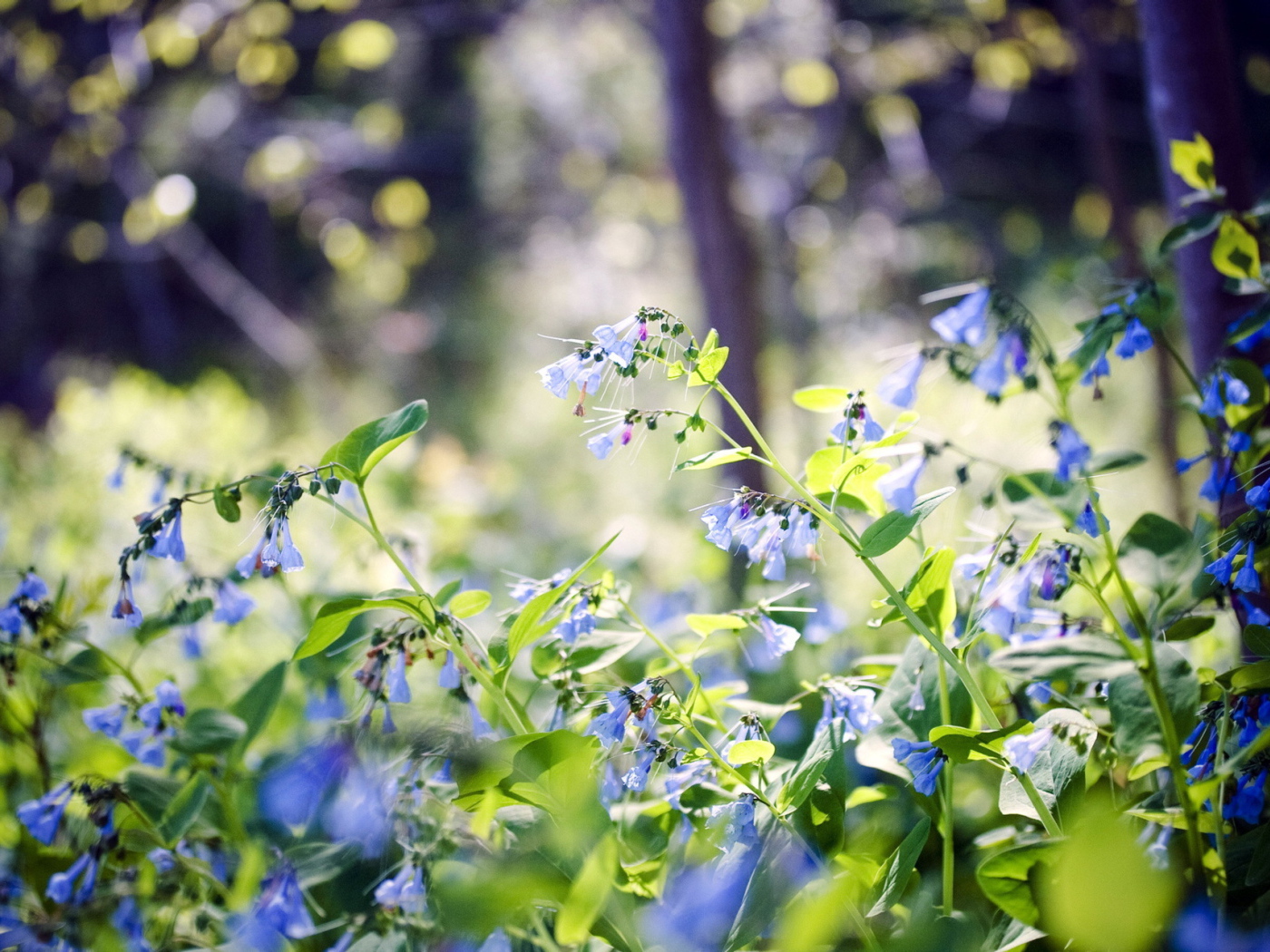 Лесные цветы колокольчики