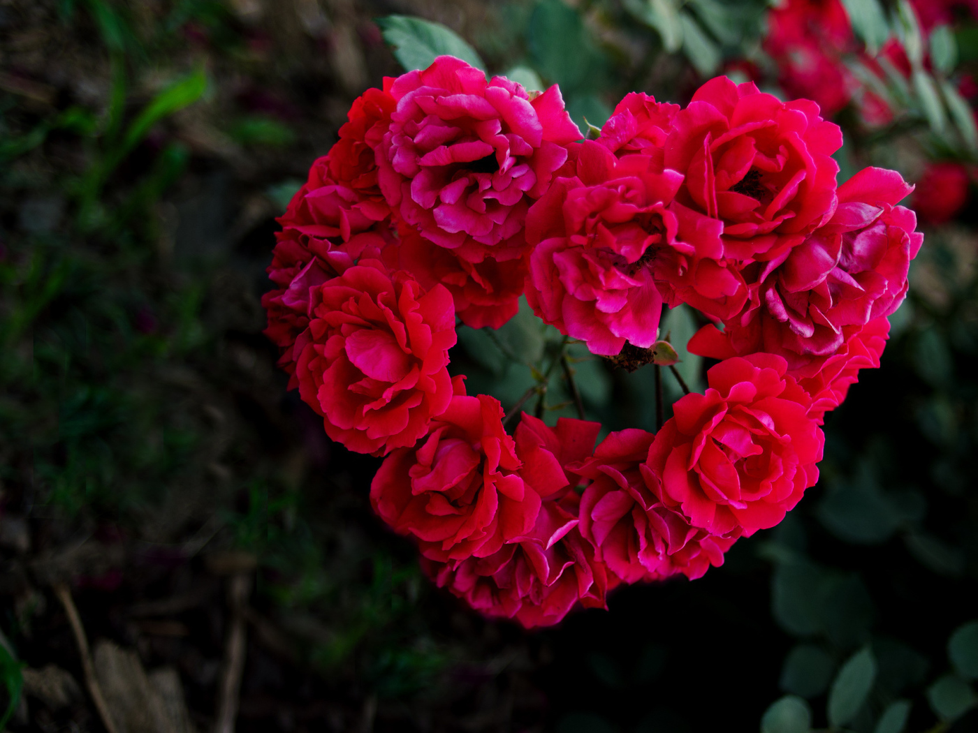 Сердечко из роз