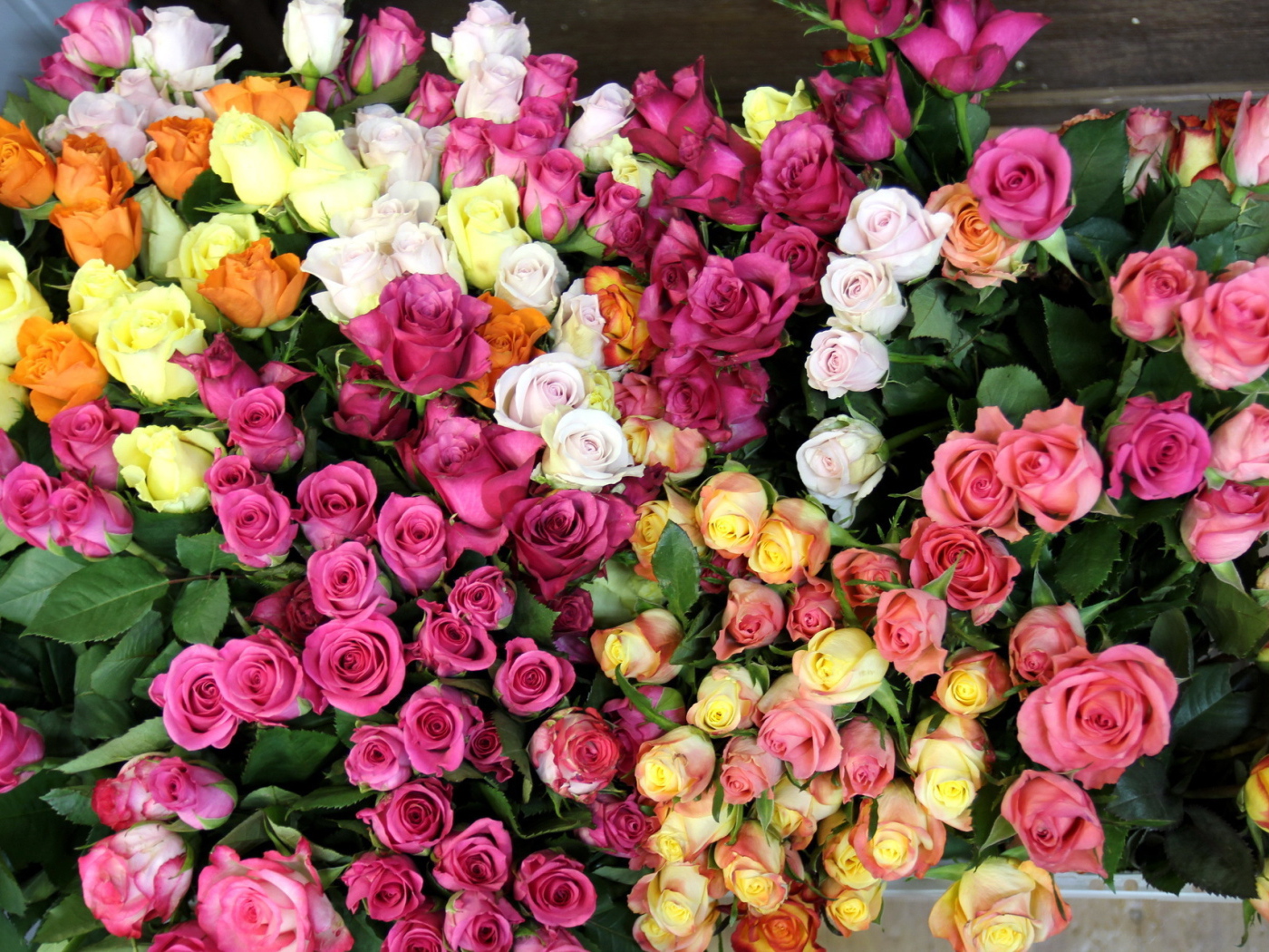 Гора разноцветных роз