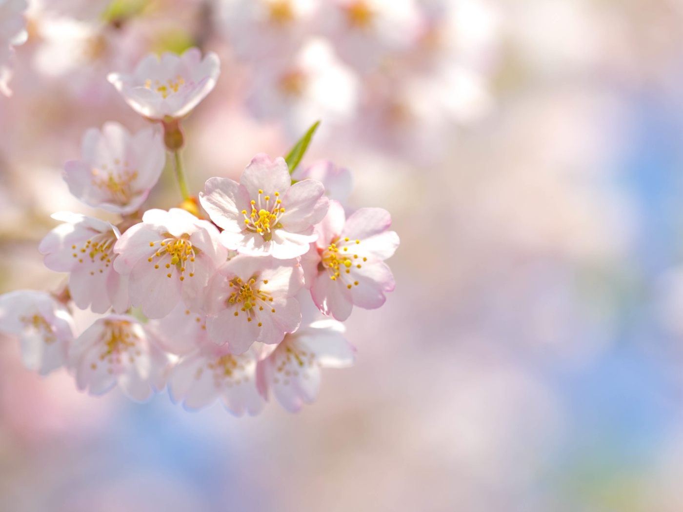 Розовые лепестки цветущей сакуры