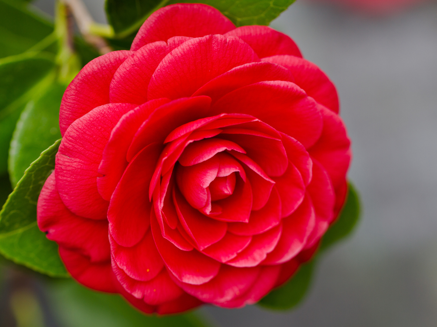 	   Red Camellia