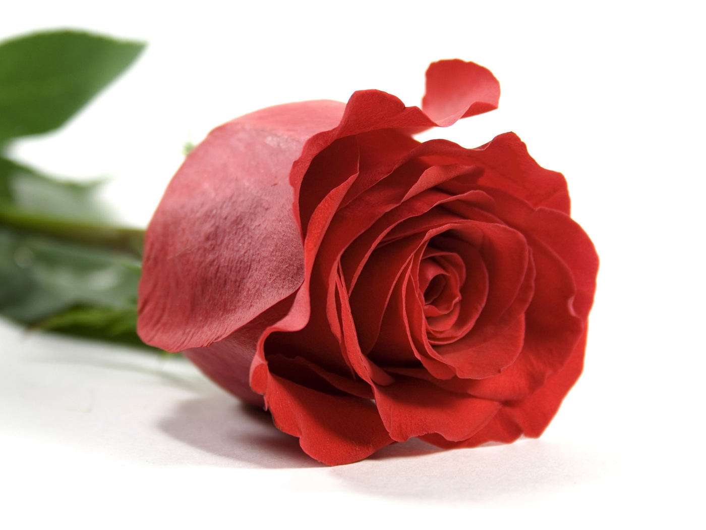 Красная роза на белом фоне
