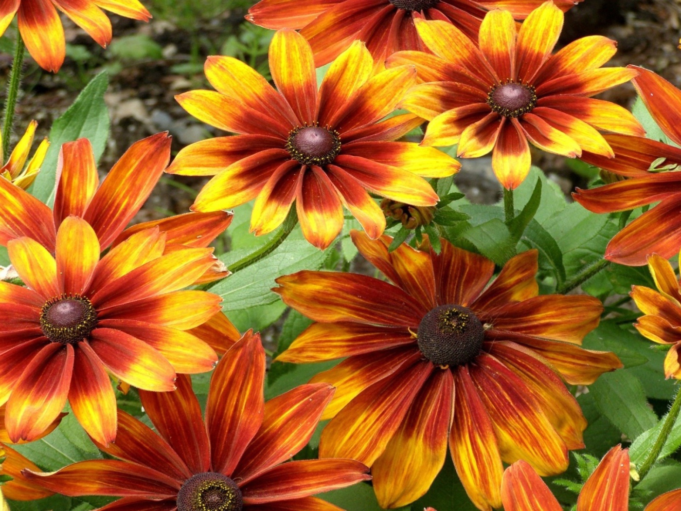 Красно желтые цветы