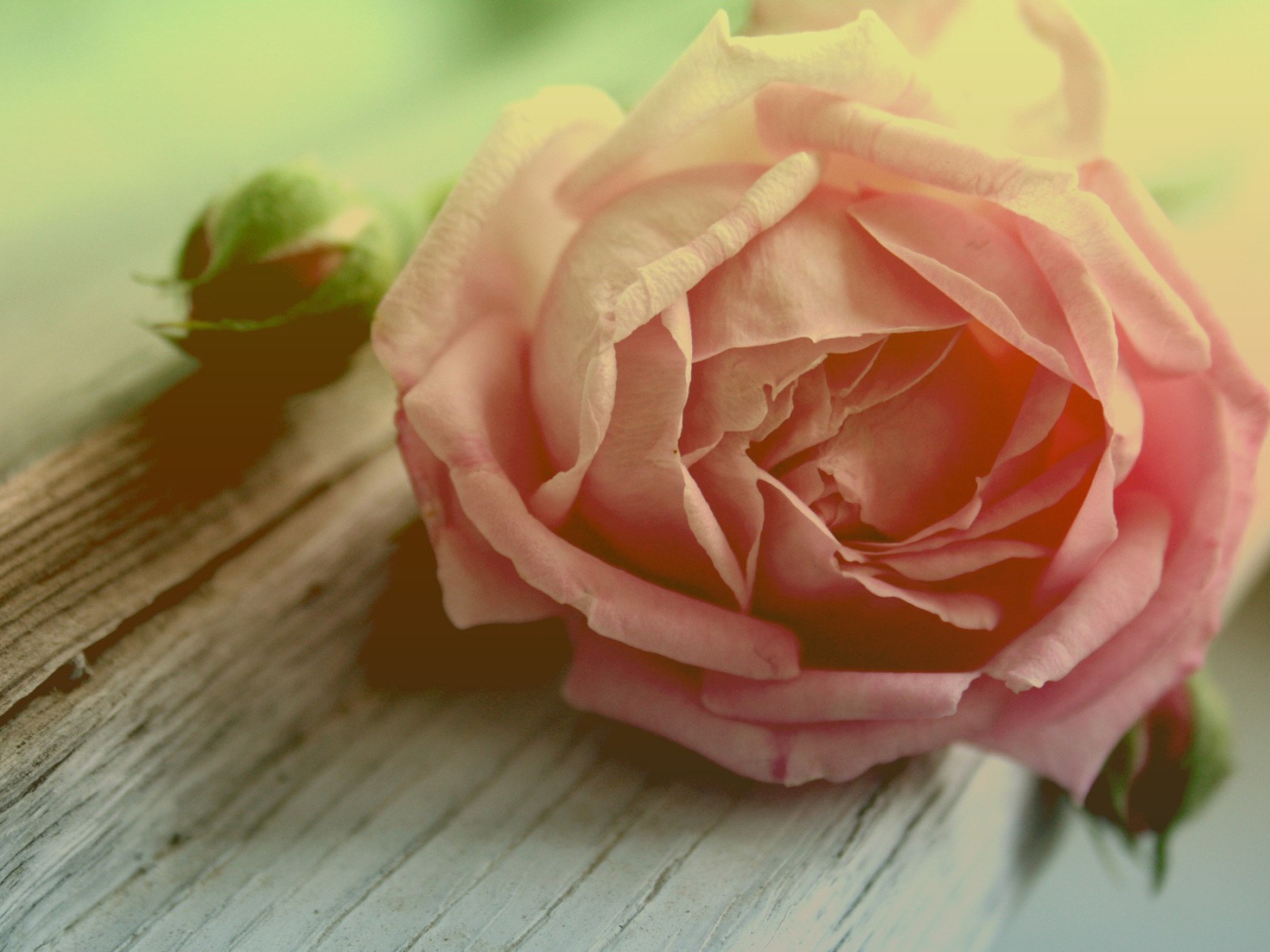 Роза и бутоны на доске