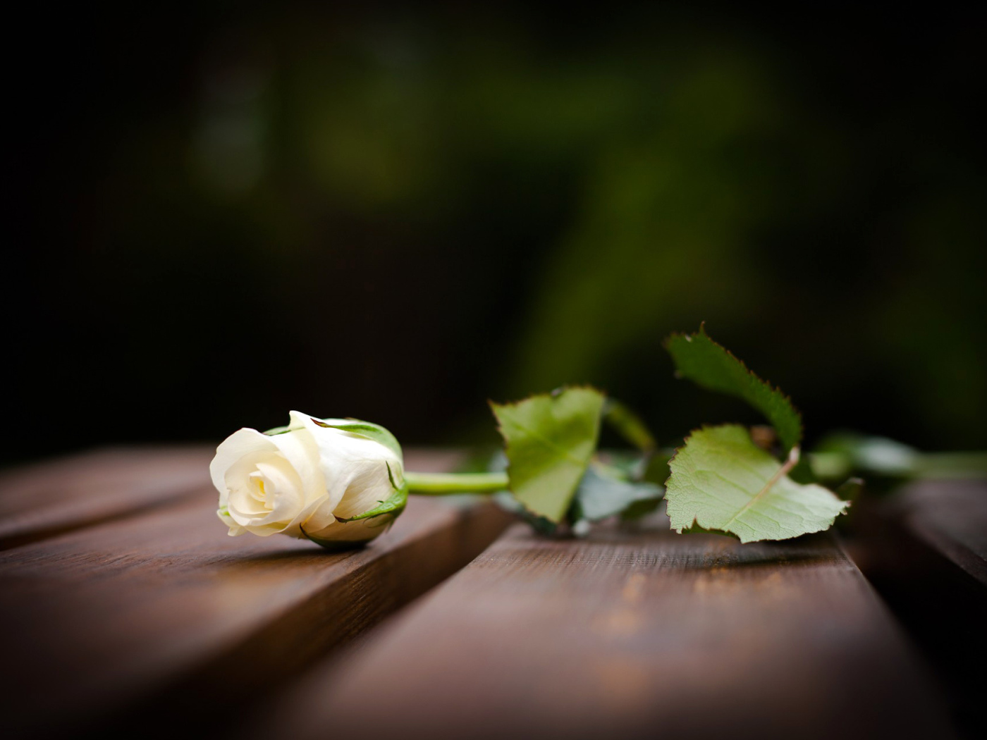 Бутон белой розы