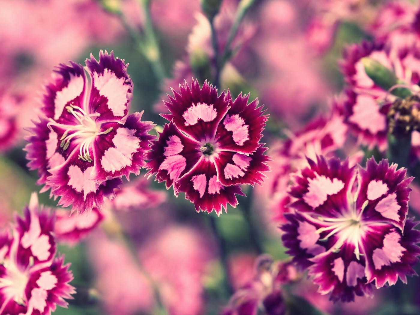 Бело розовые цветы весной