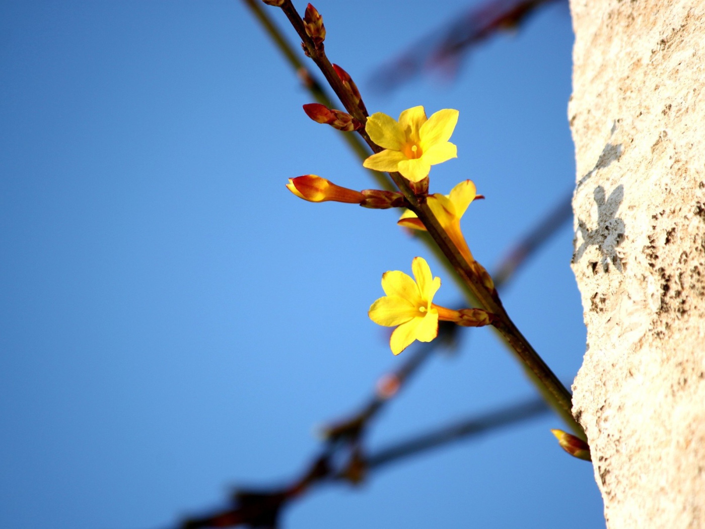Желтые цветы на ветке