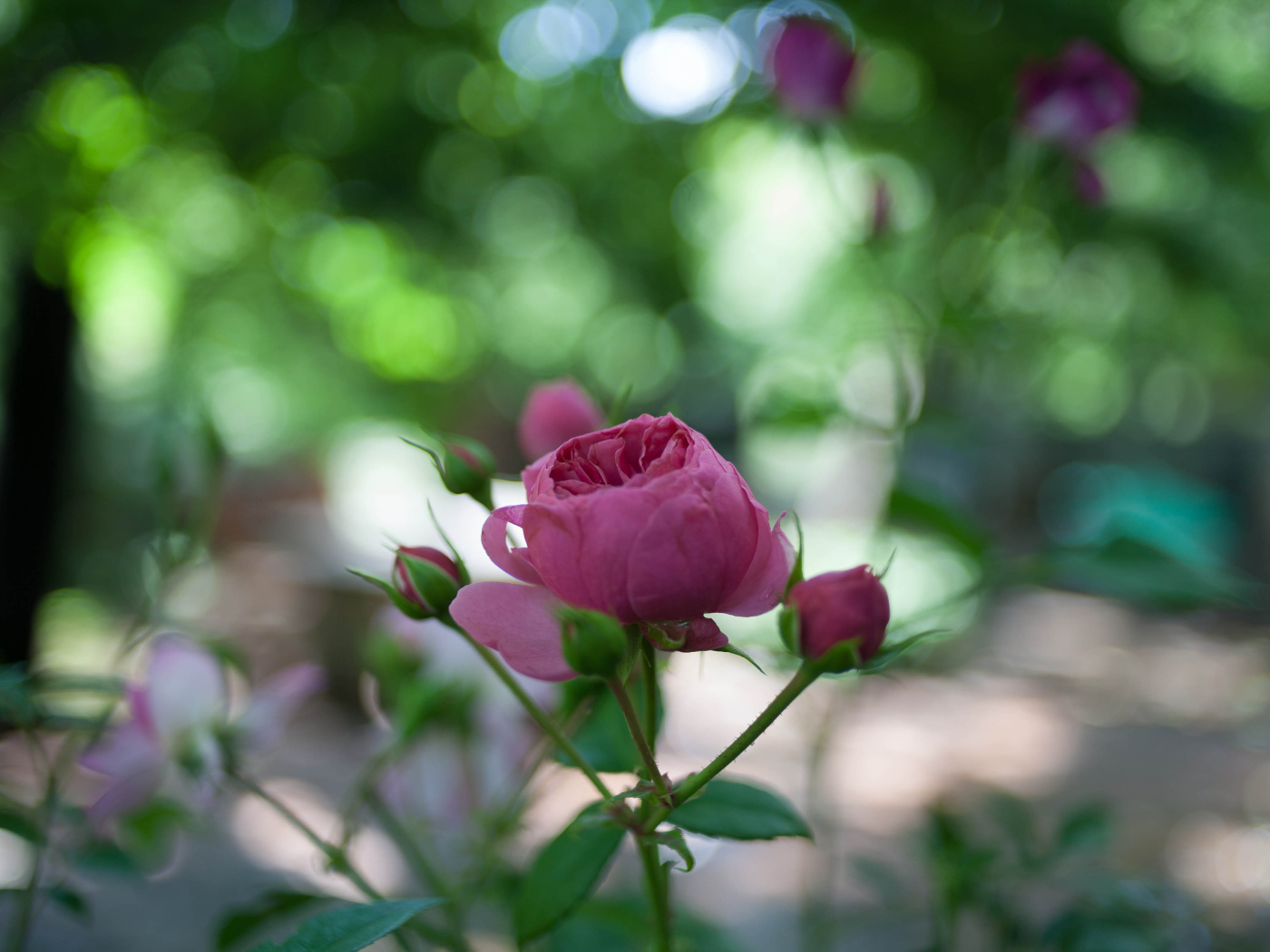 Молодой бутон розы