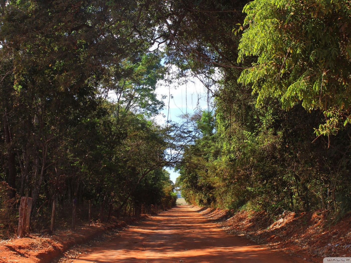 Аллея в лесу