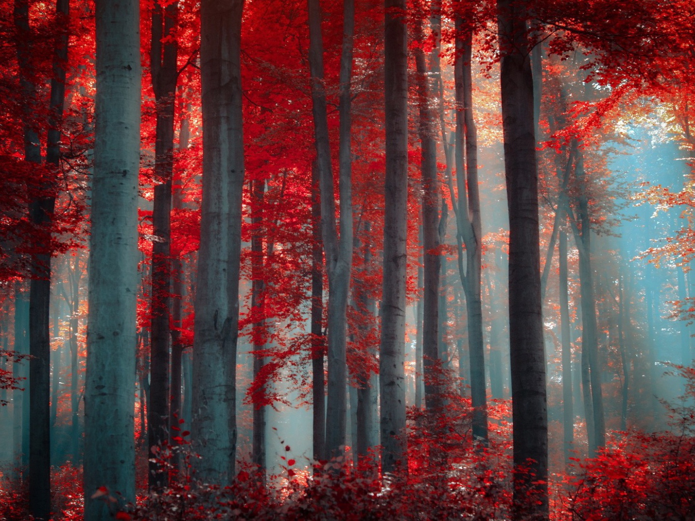 Осенний лес