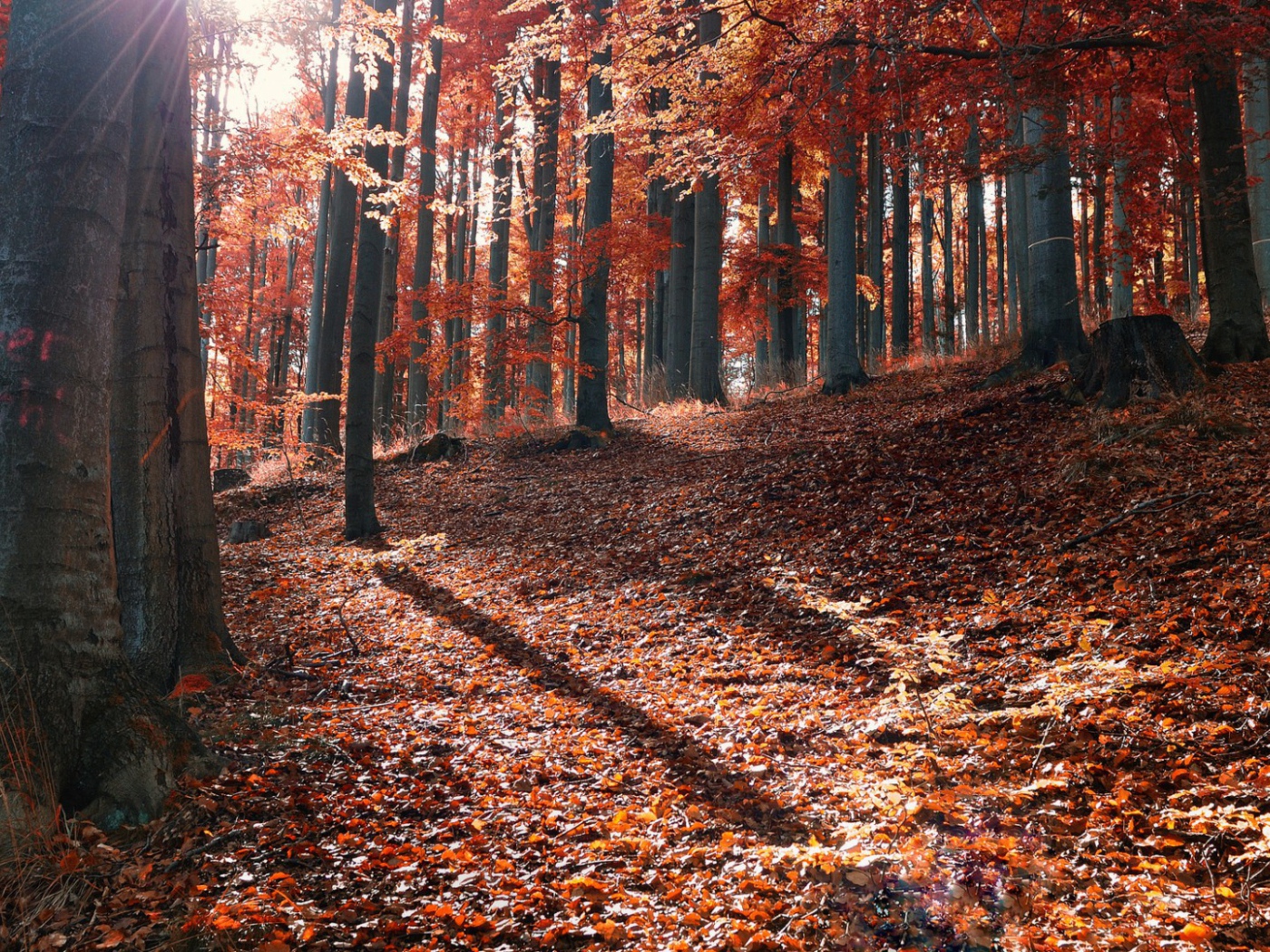 Осень в лесу