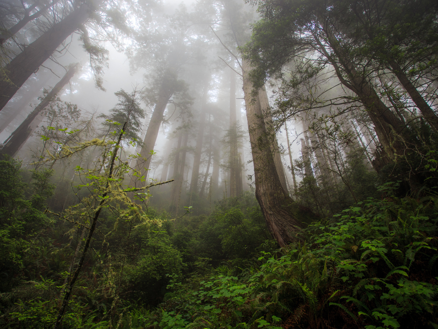 Красивый лес в тумане