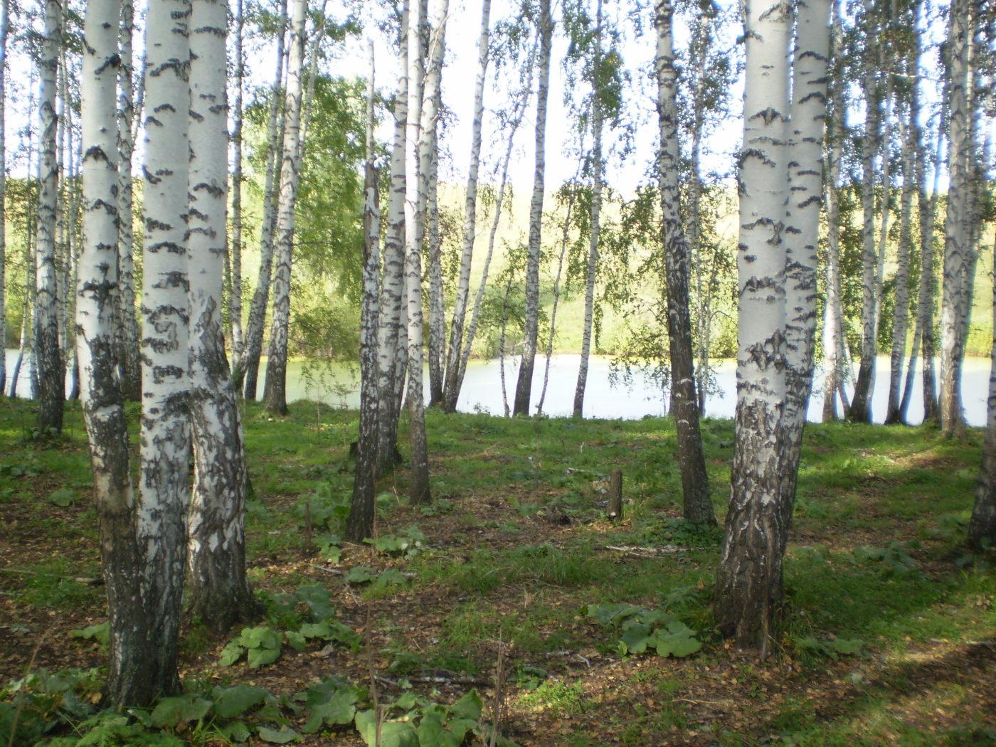 Березовая роща у озера