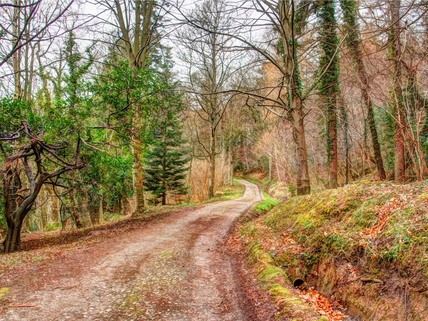 Мрачный лес осенью