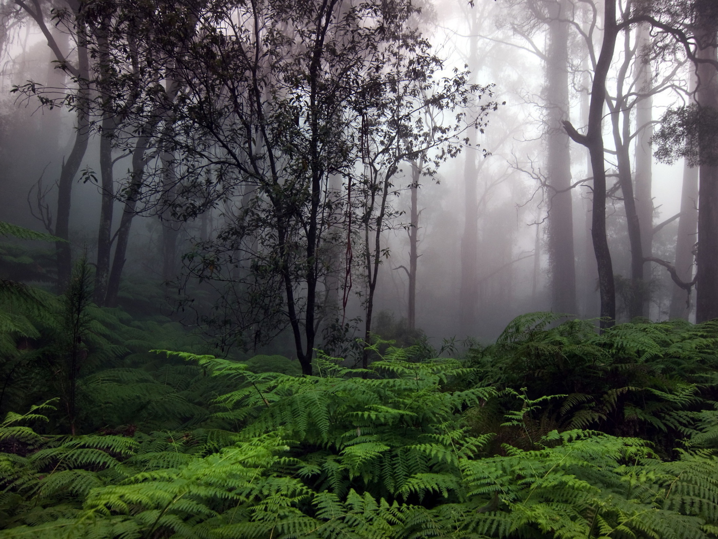 Утренний туман в лесу