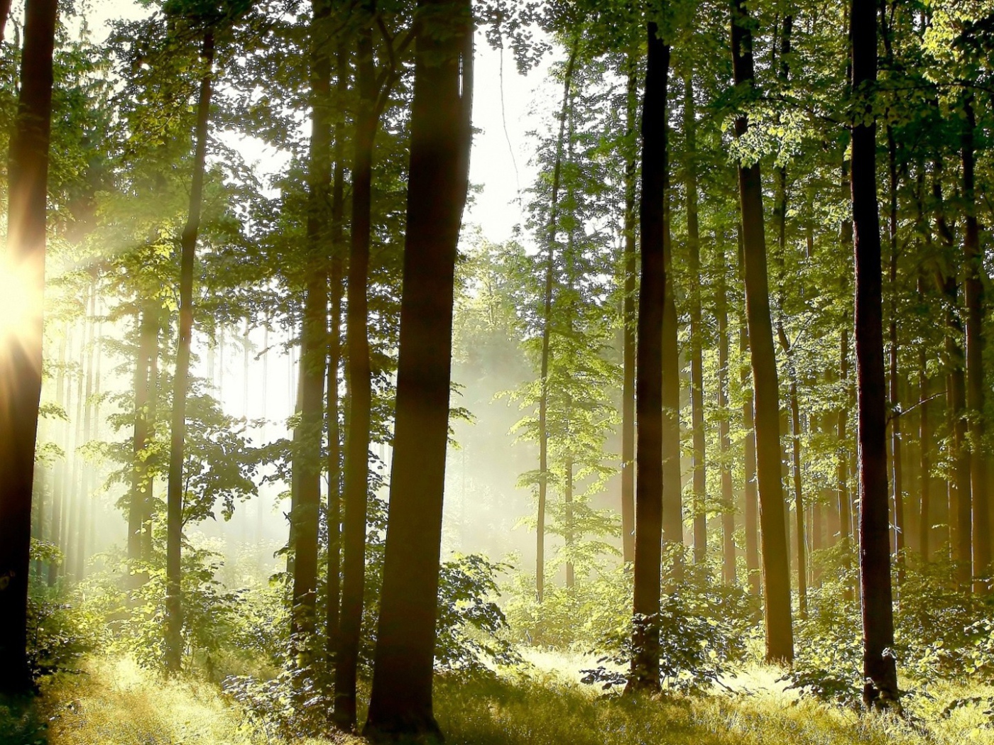 Утро в сосновом лесу