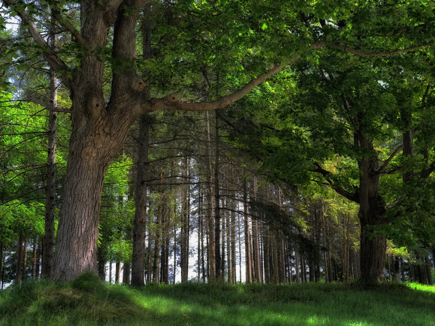 Дубовый лес