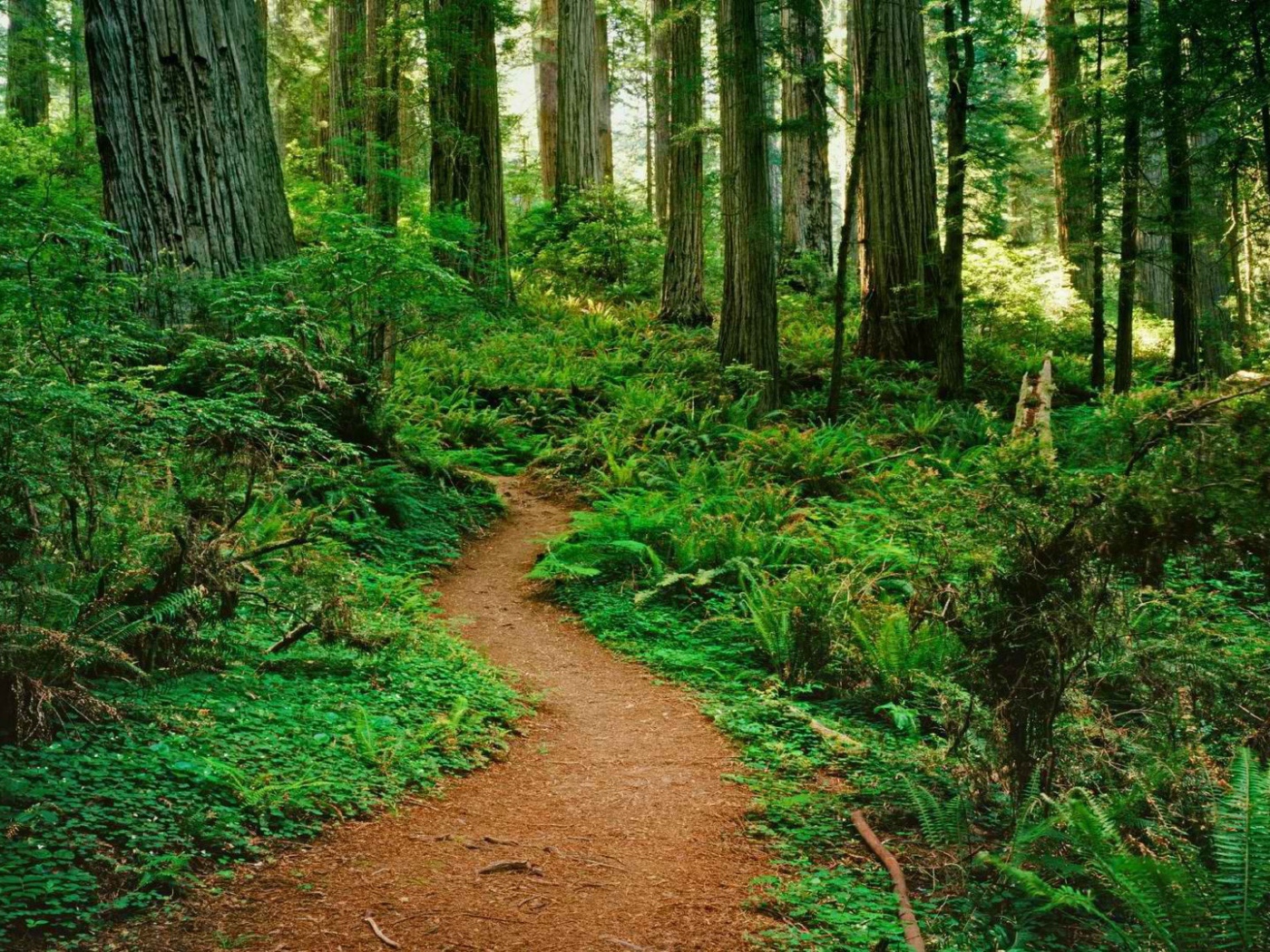 Тропинка в лесу