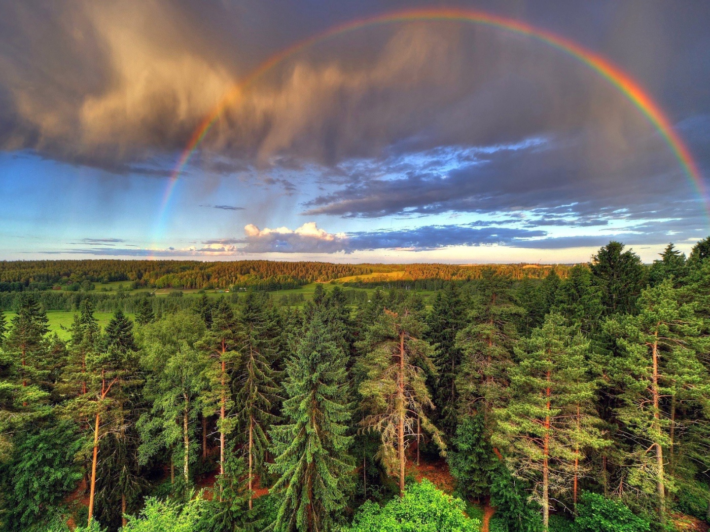 Rainbow over the forest