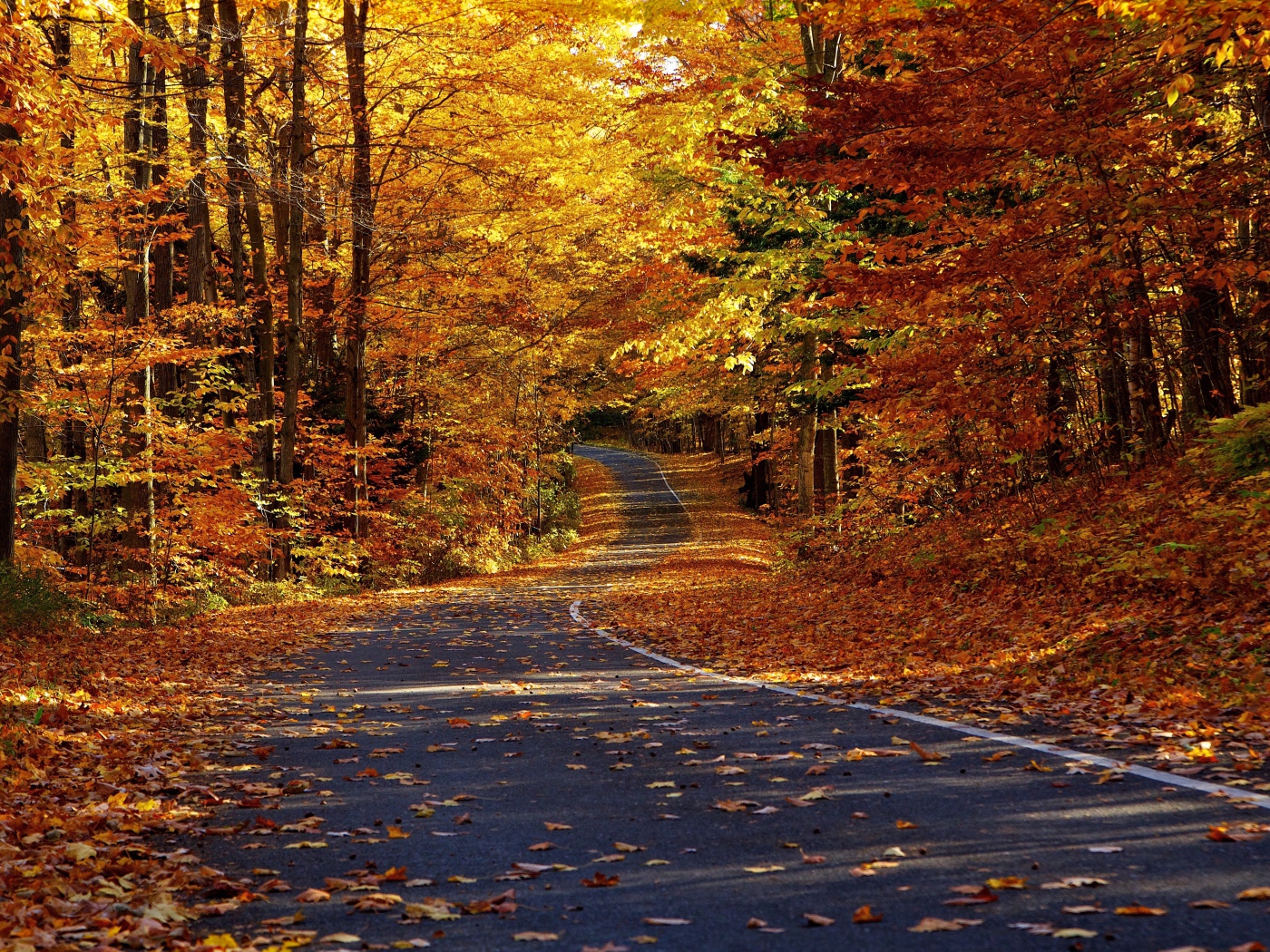 Дорога в осеннем лесу