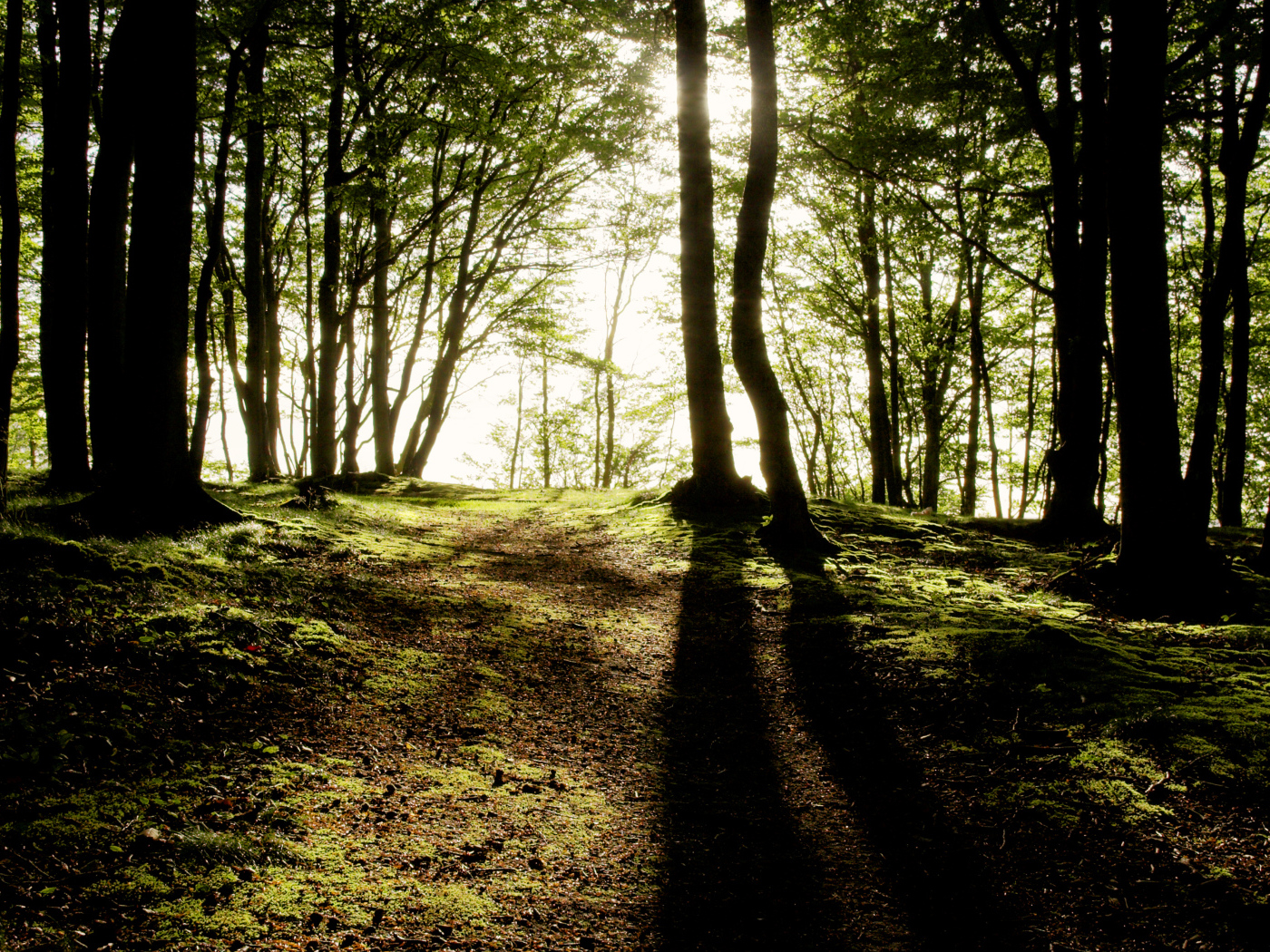 Солнечные лучи пробиваются сквозь деревья