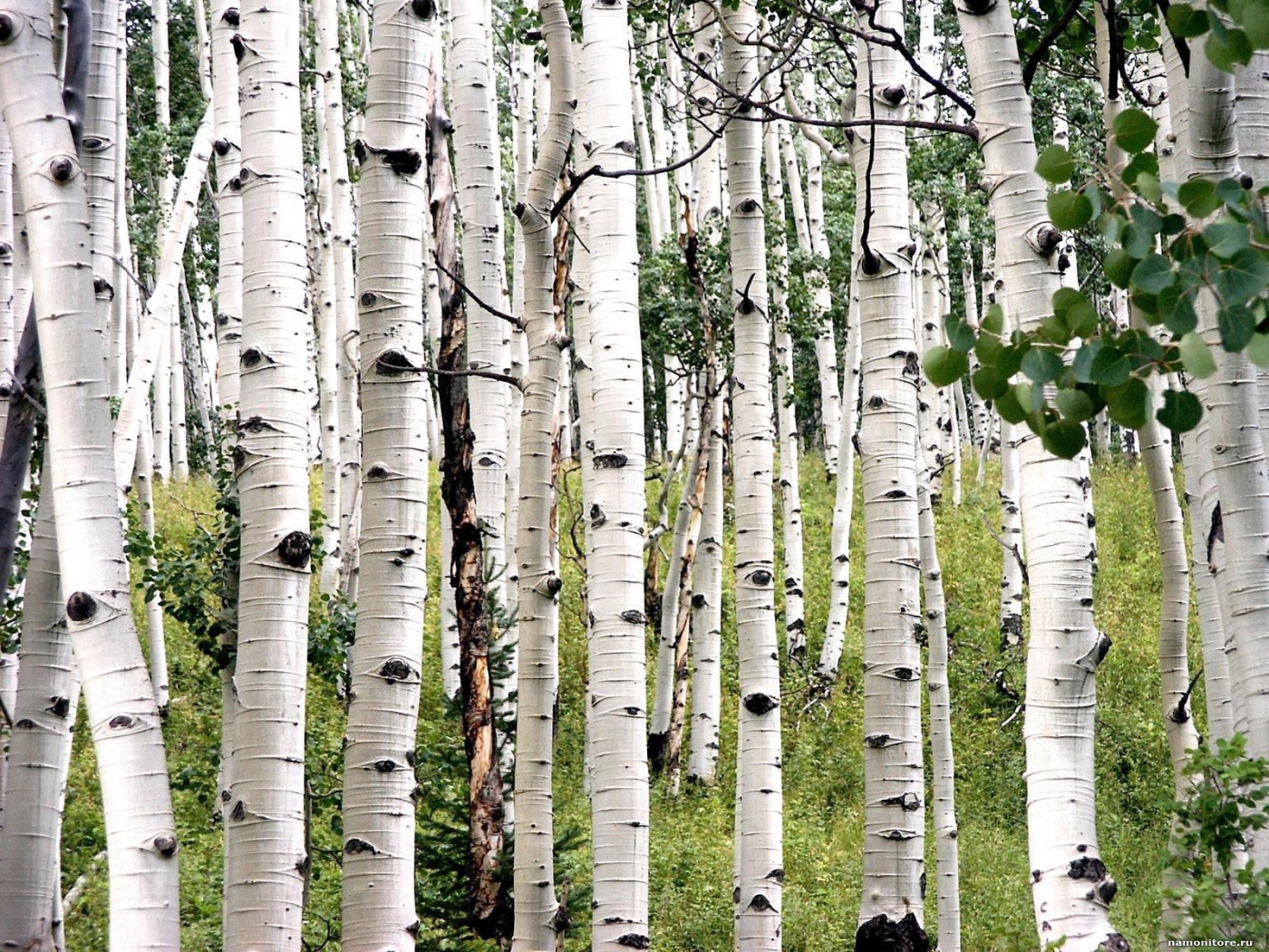 Белая береза