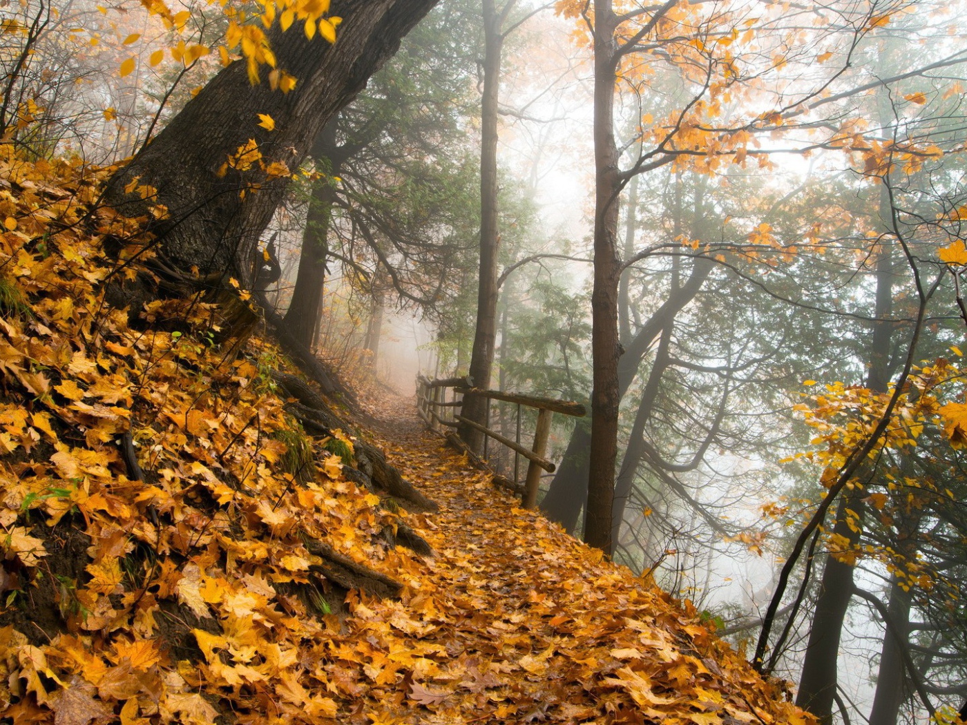 Тропа в осеннем лесу