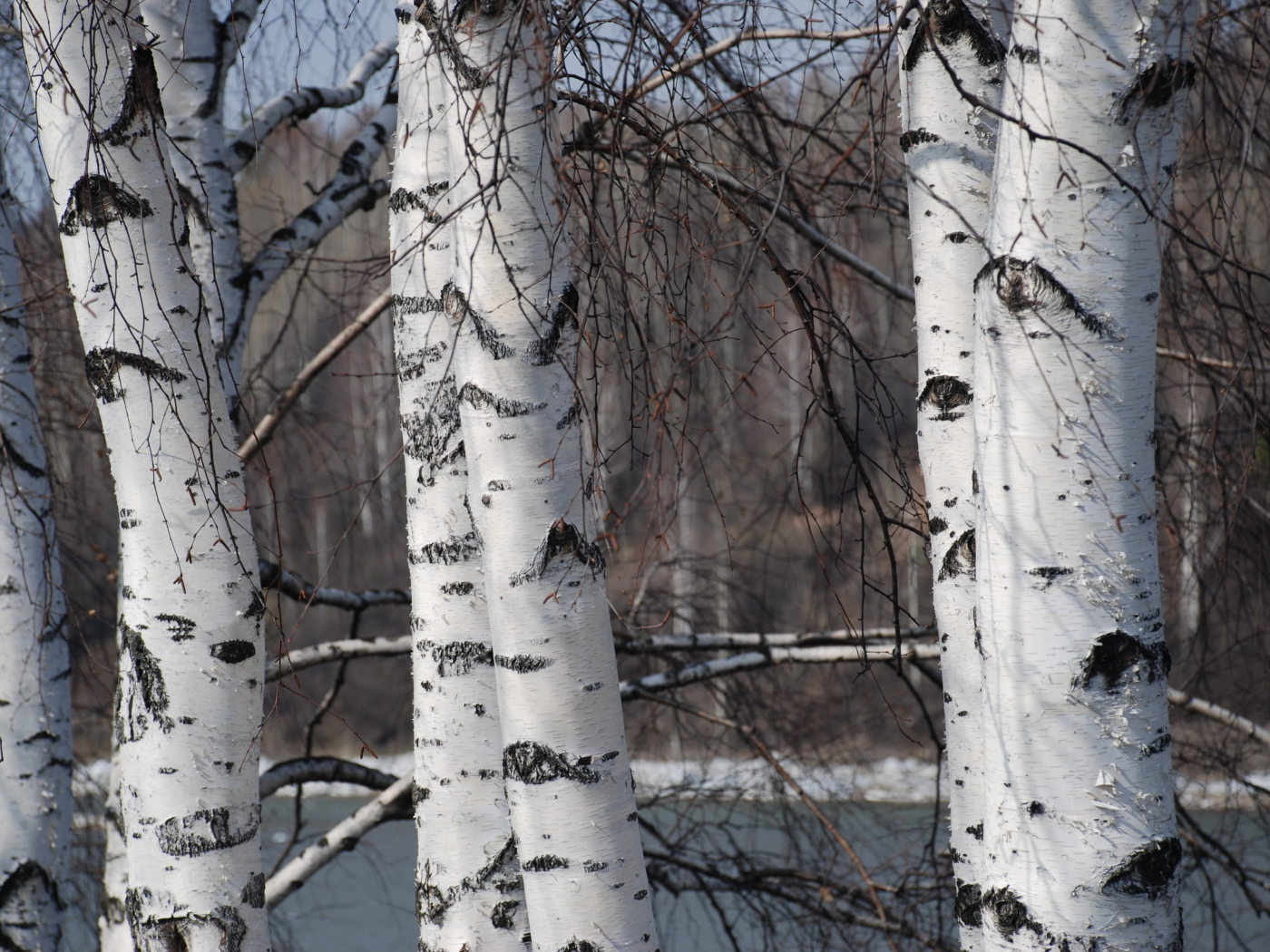 Зимняя березовая роща