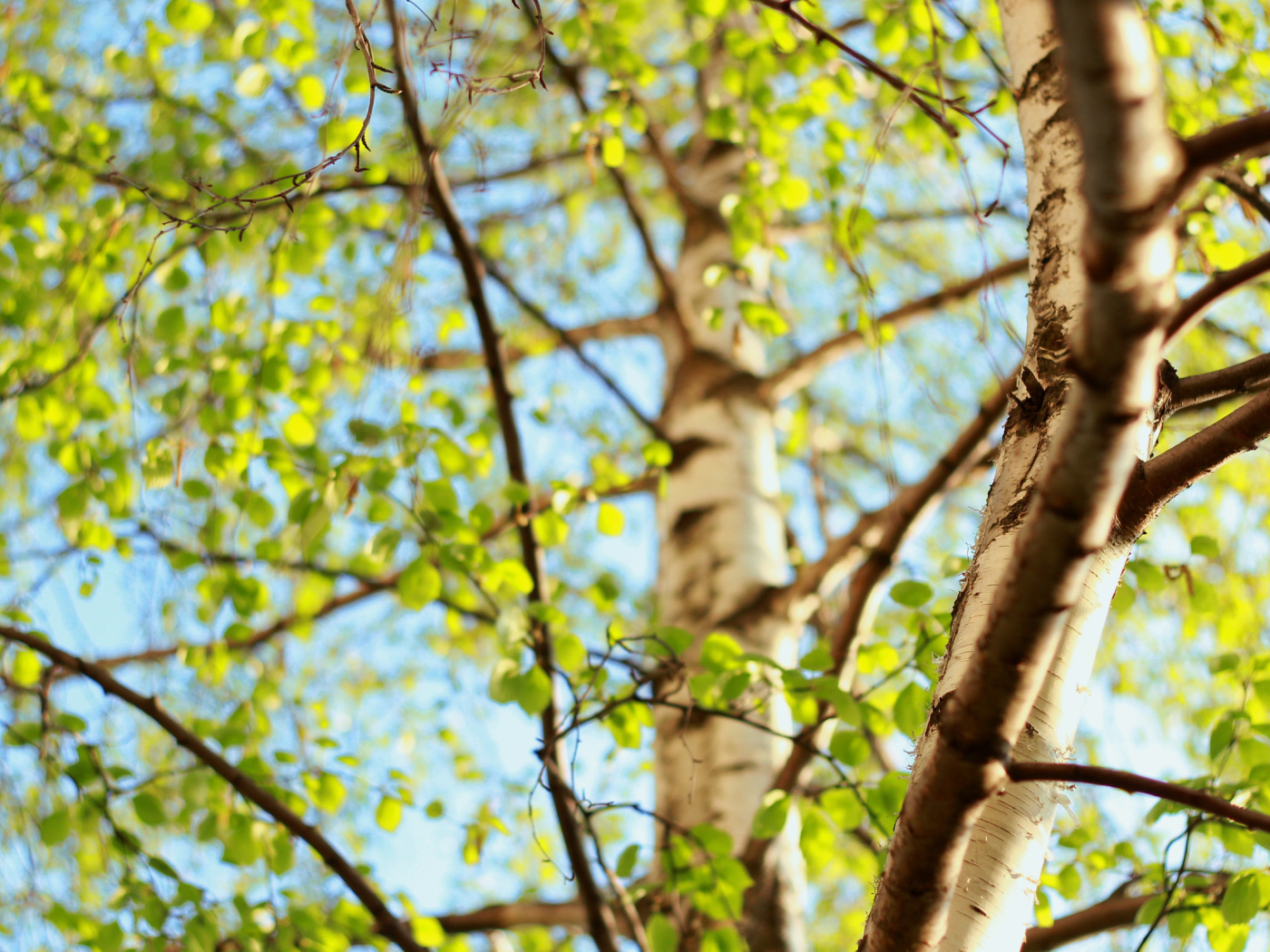 Молодая зелень берез