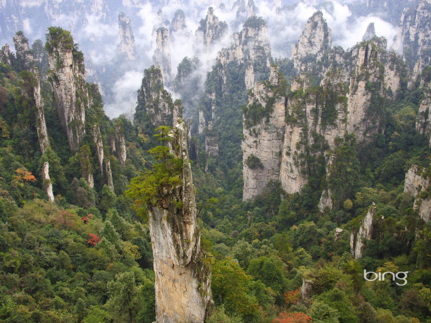 Лес на каменных столбах